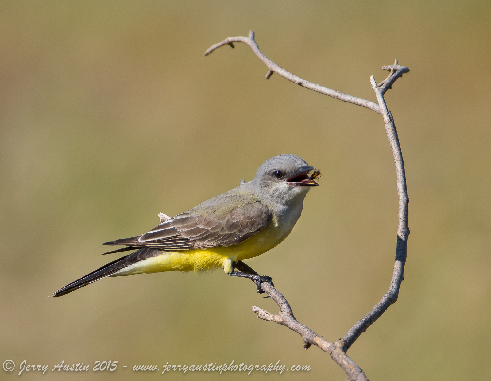 Western Kingbird Snack