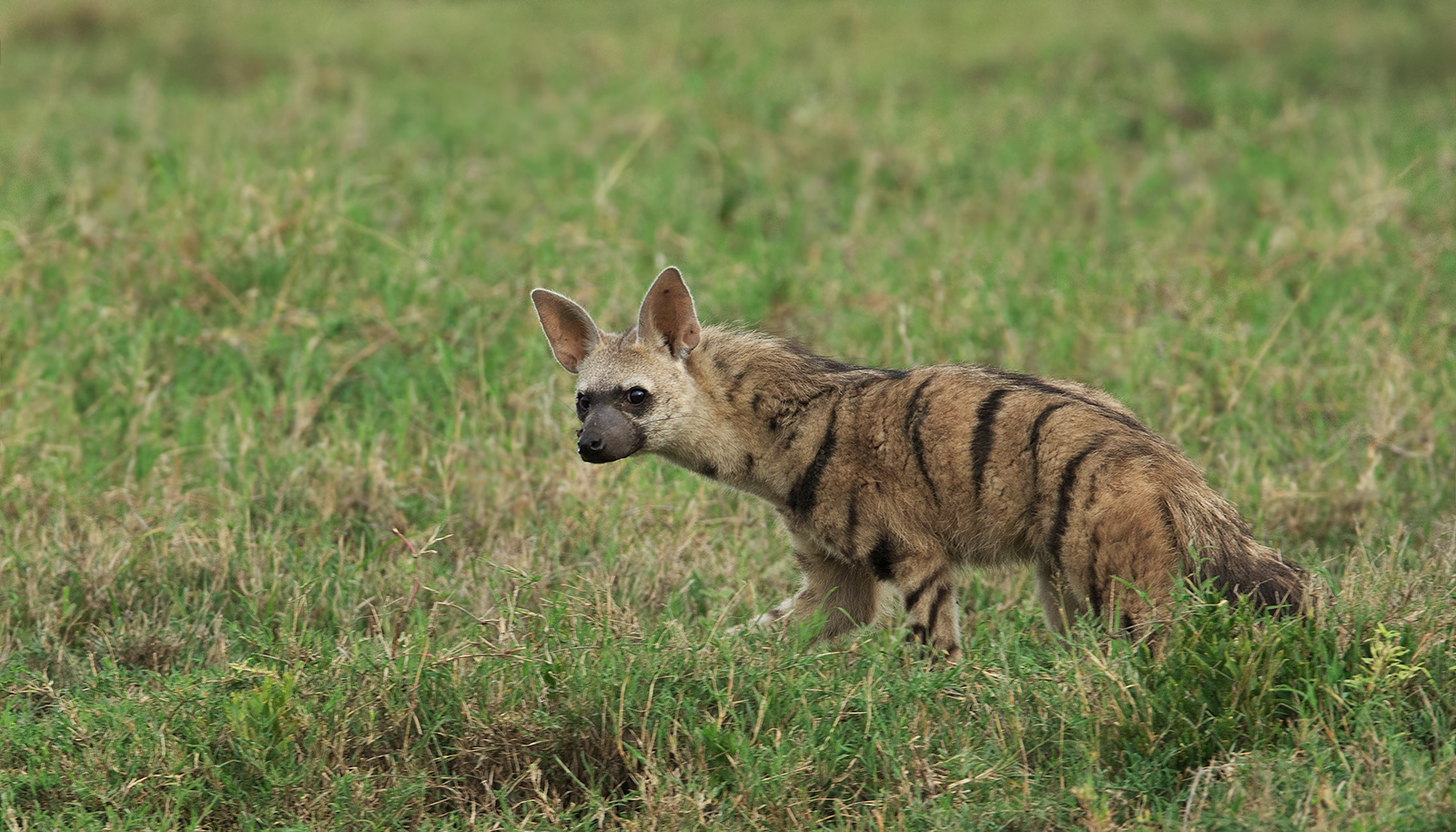 Another Aardwolf
