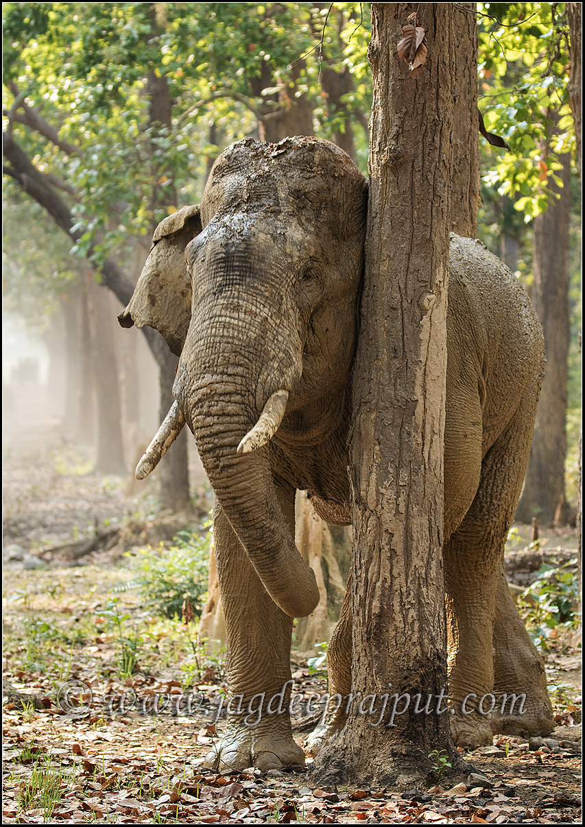 Romancing the tree
