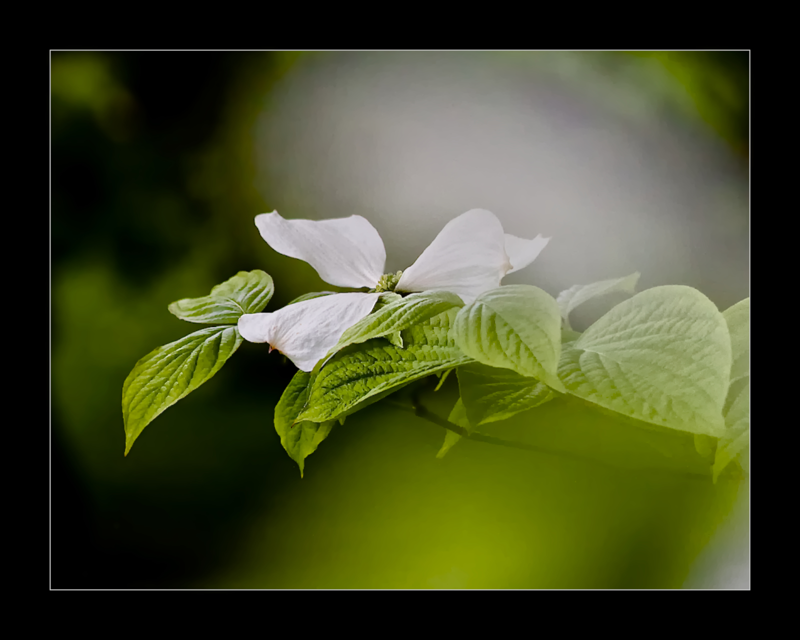 Dogwood Branch