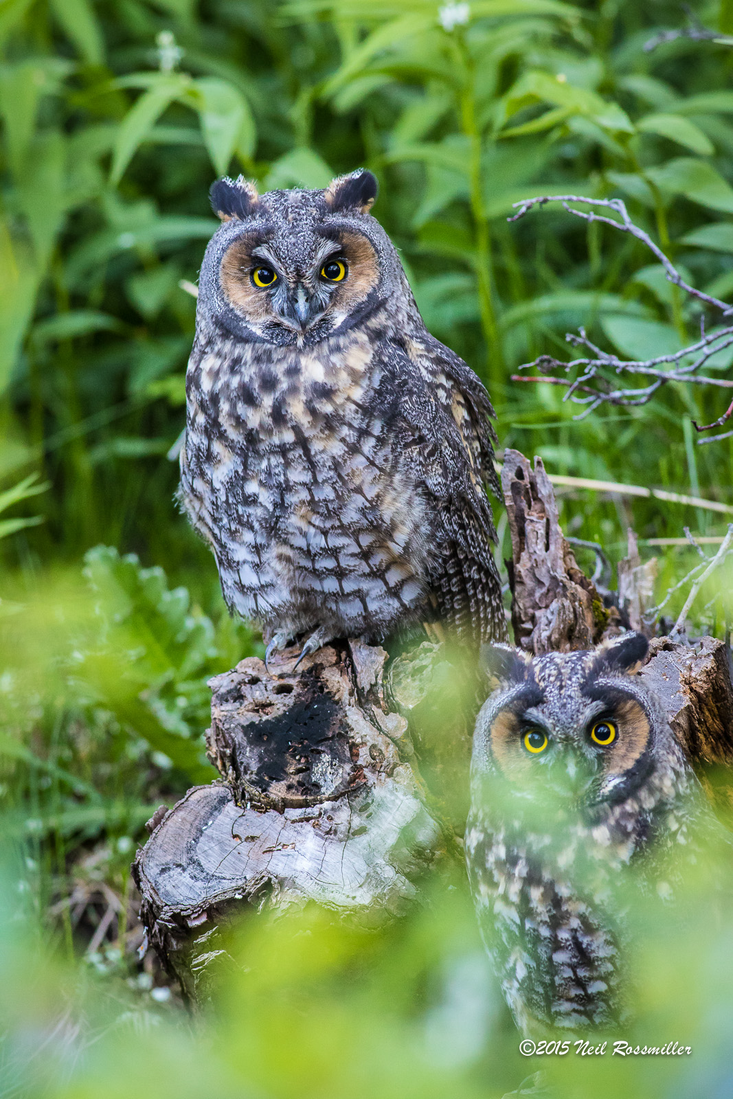 Photo Bombed