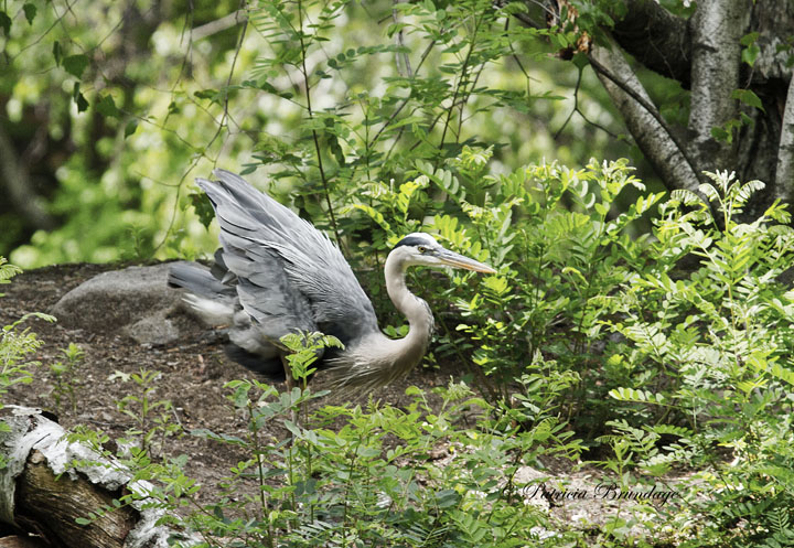 Great Blue