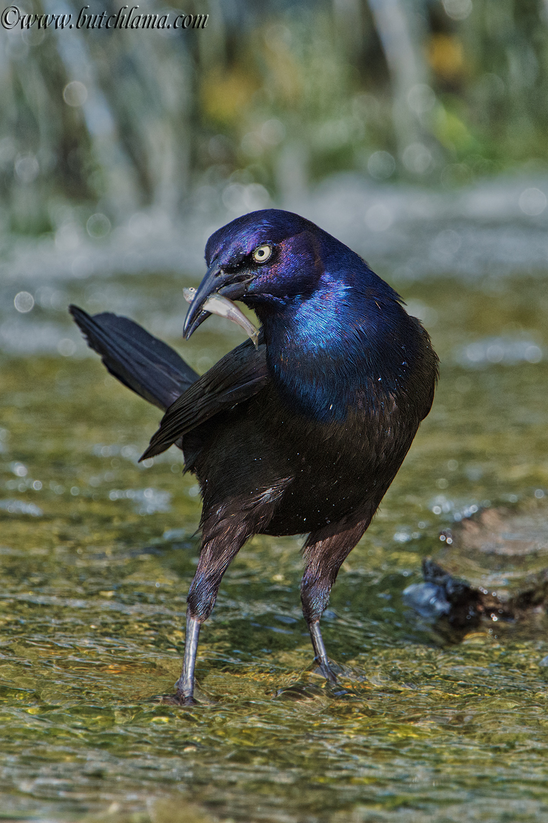 Grackle with prey