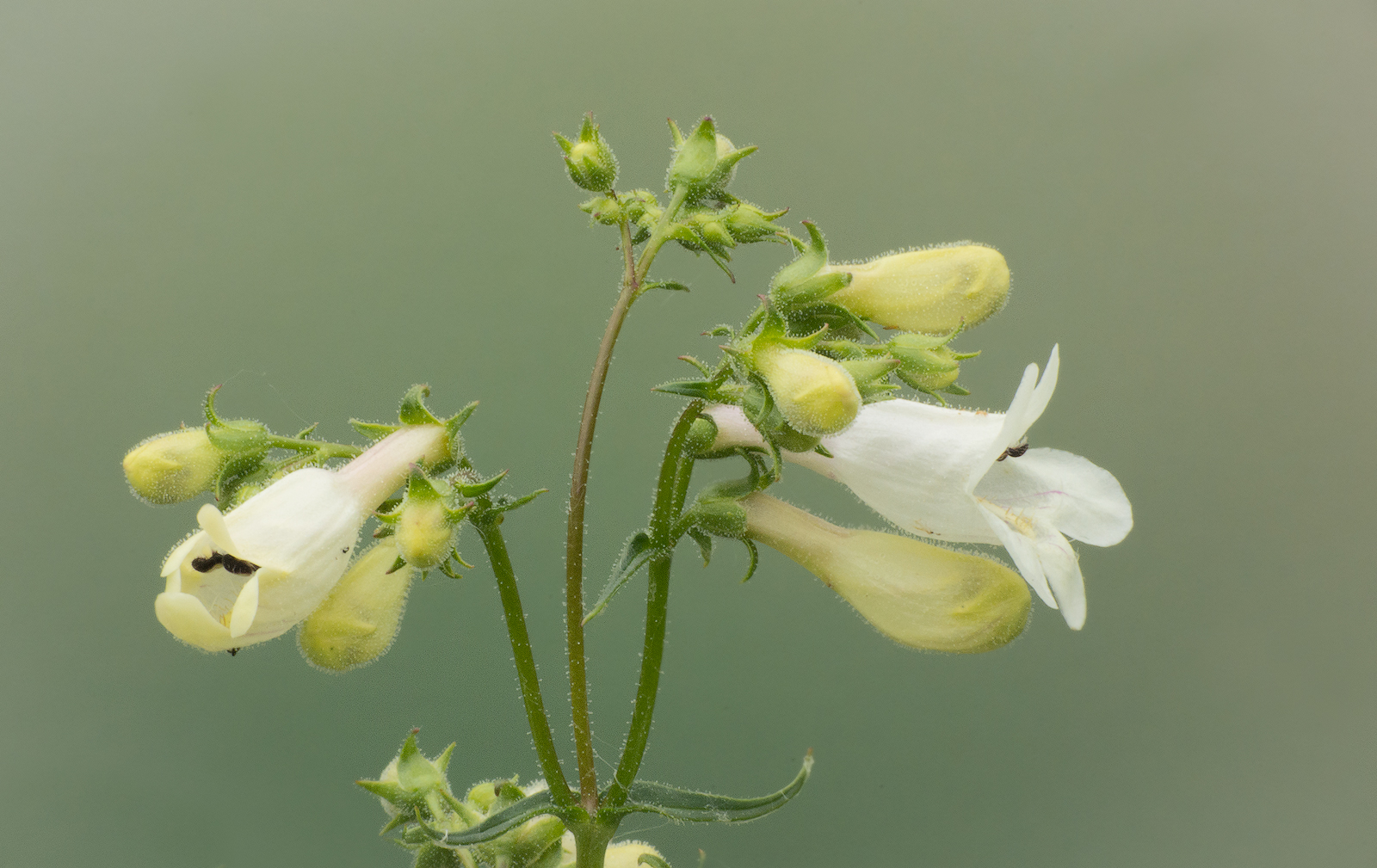 Foxglove Beardtongue