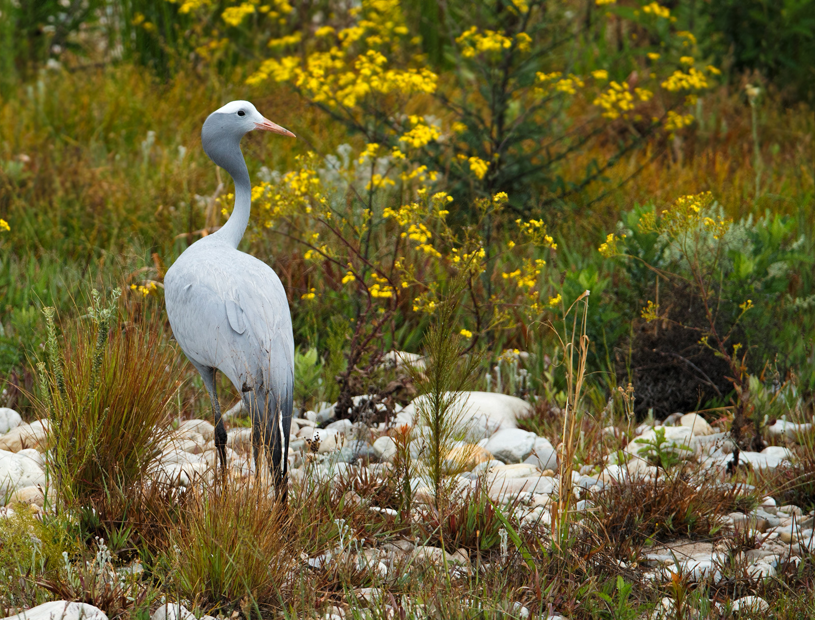 Blue Crane