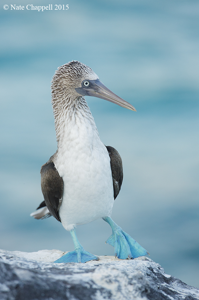 Blue-footed Booby
