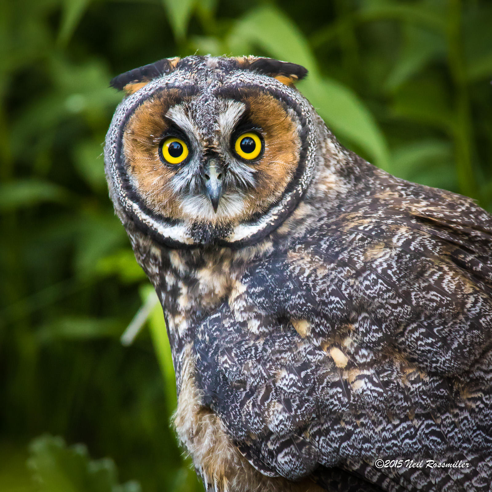 LEO portrait