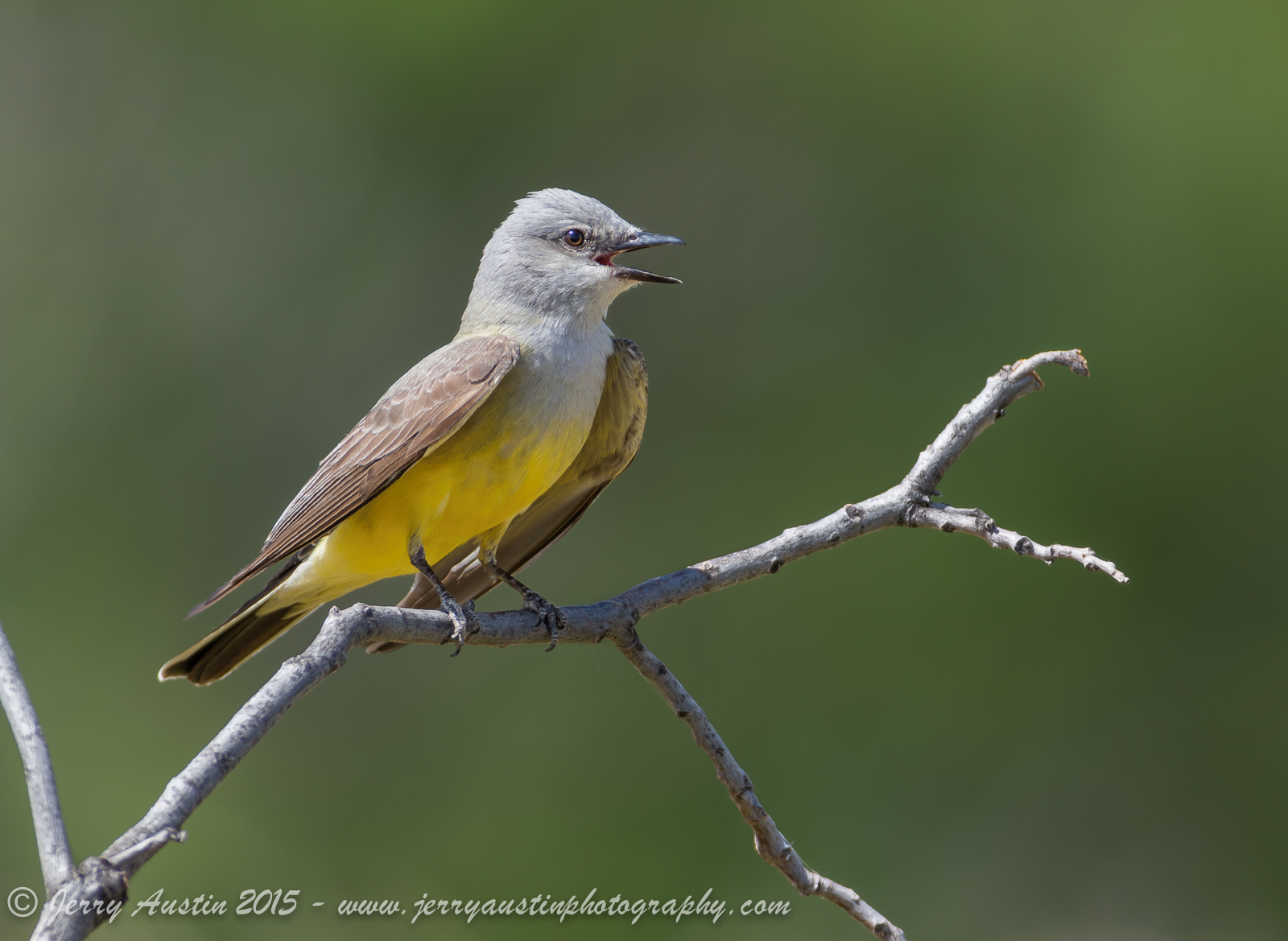 Handsome Kingbird