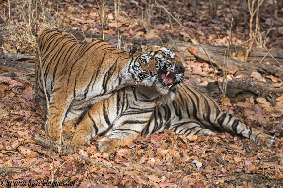 Romance of the Tiger