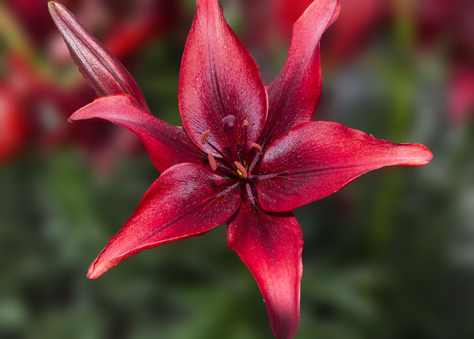Red Lilly