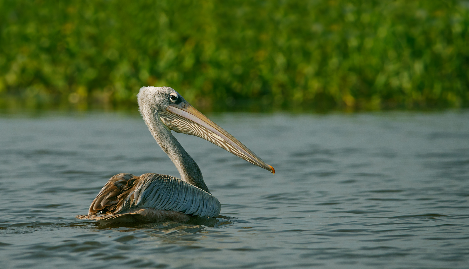 Pink Backed Pelican