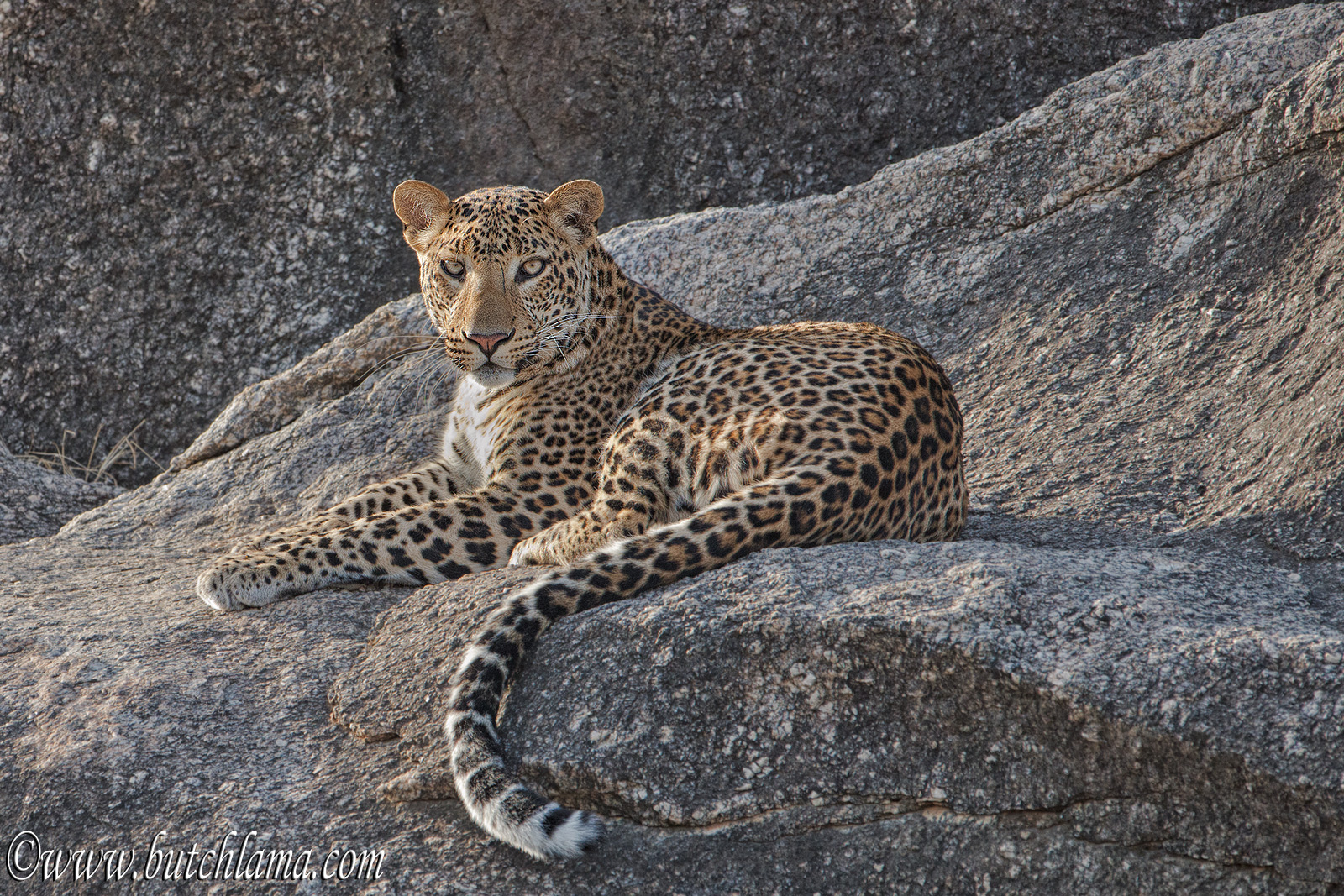 Sun rise with Leopard...