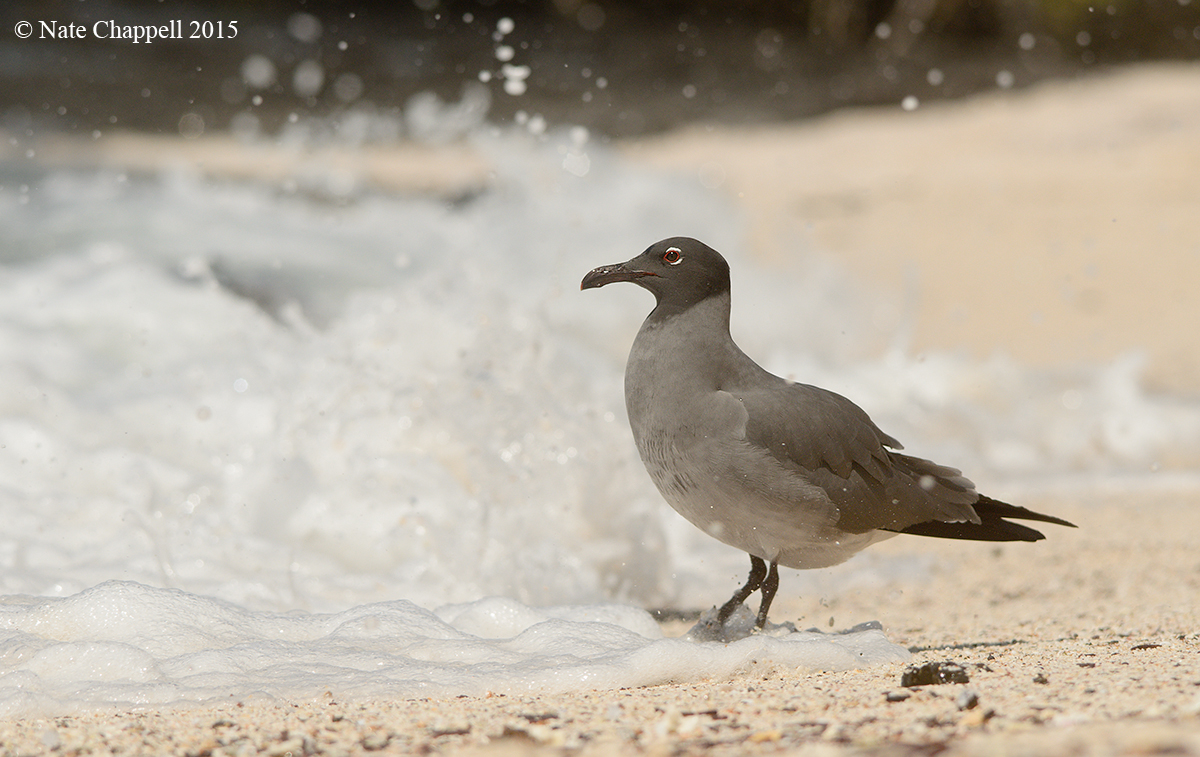 Lava Gull