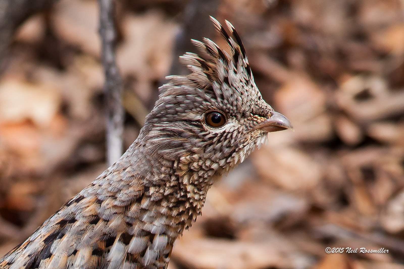 Ruffed Grouse