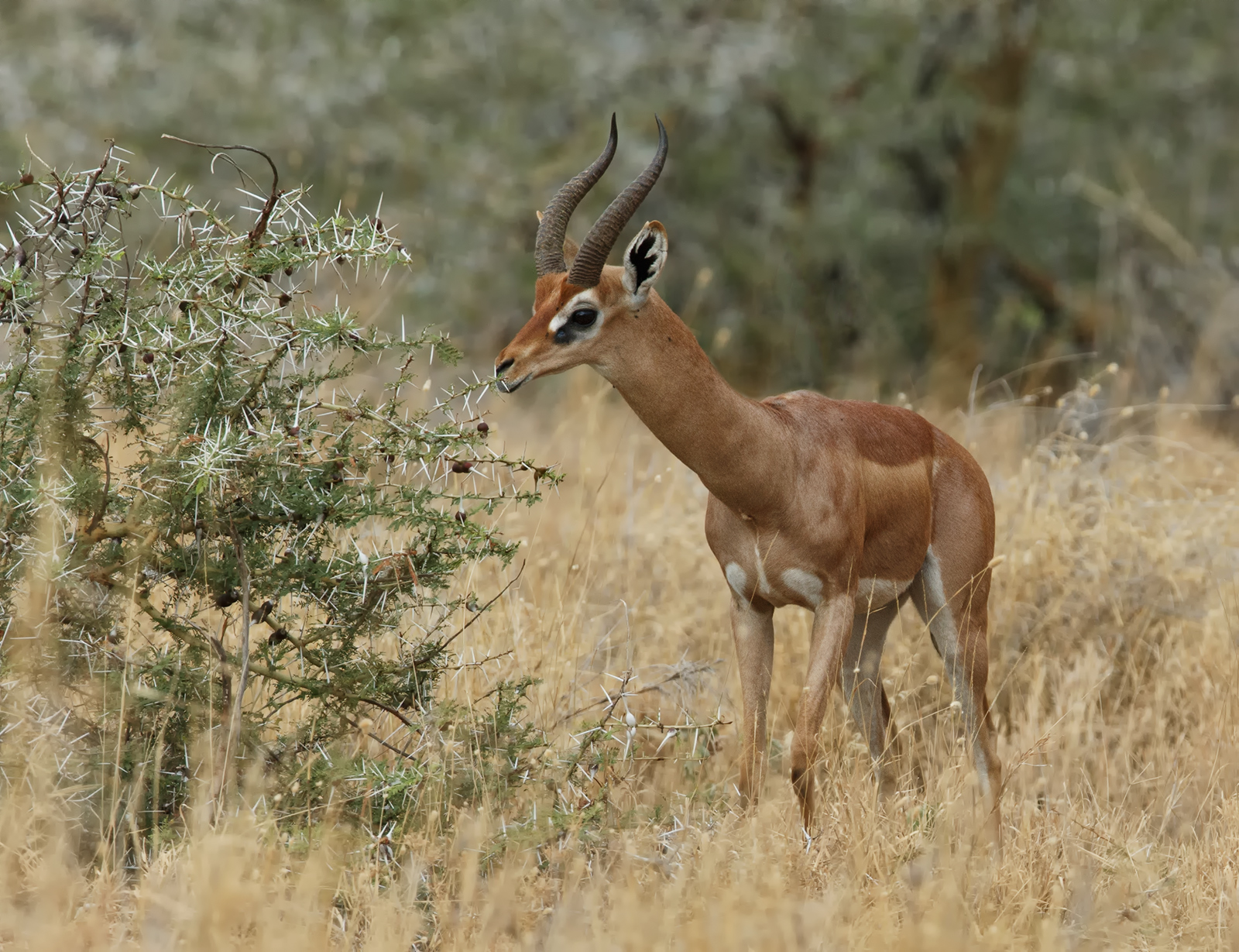 Gerenuuk Hunting