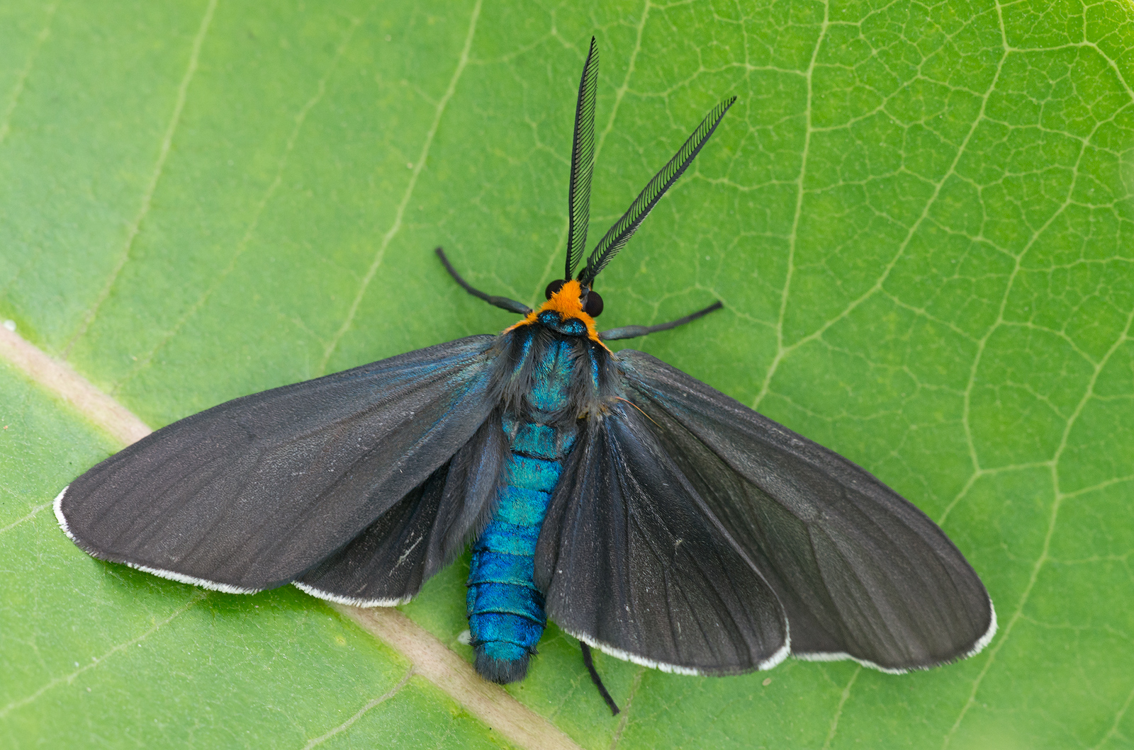 Ctenucha virginica
