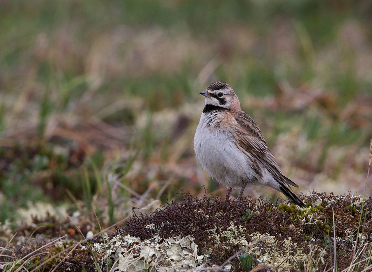 Horned Lark