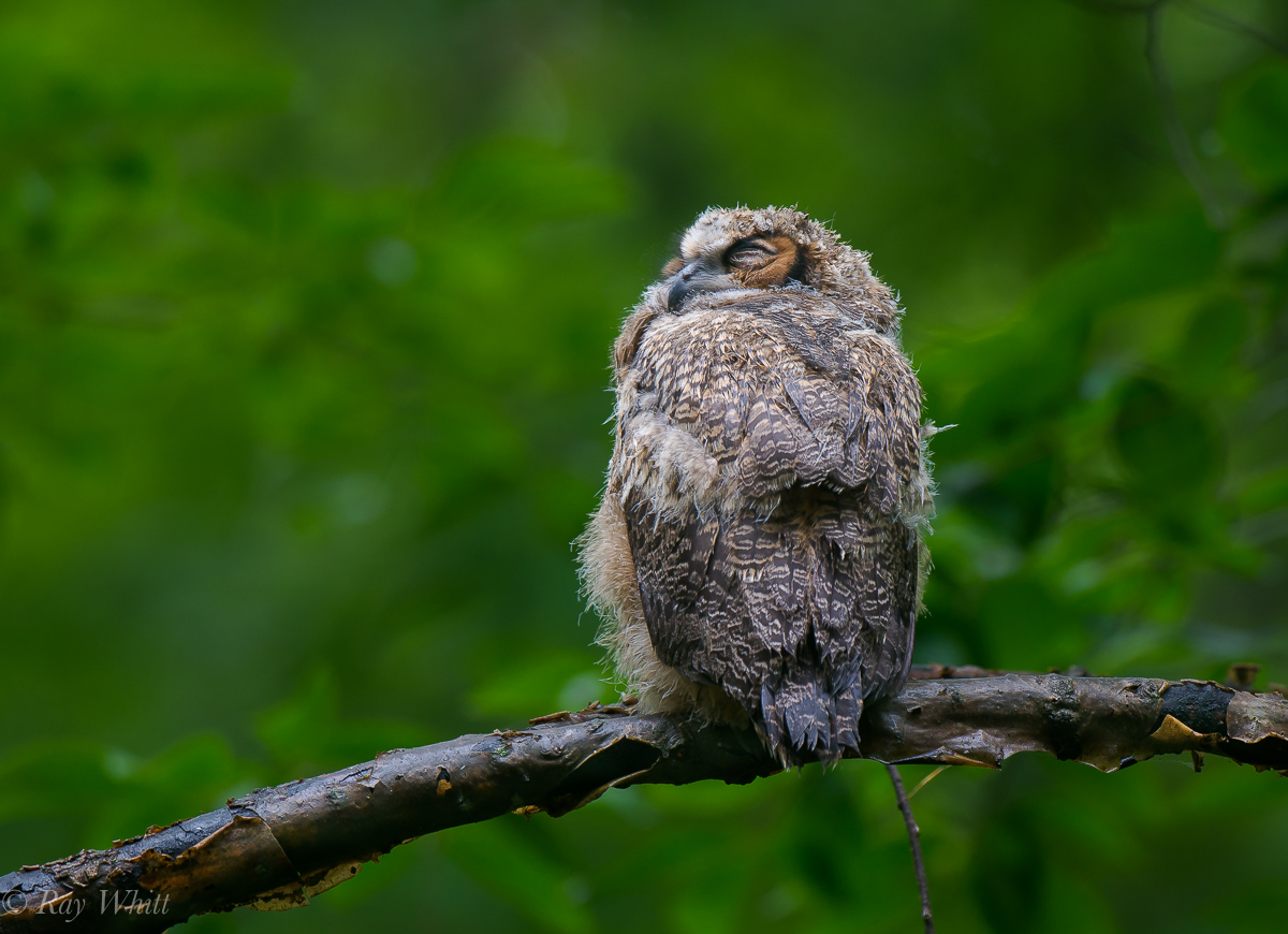 Drowsy Wet Owlet
