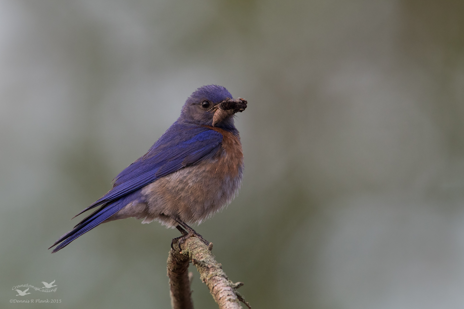 Another Bluebird