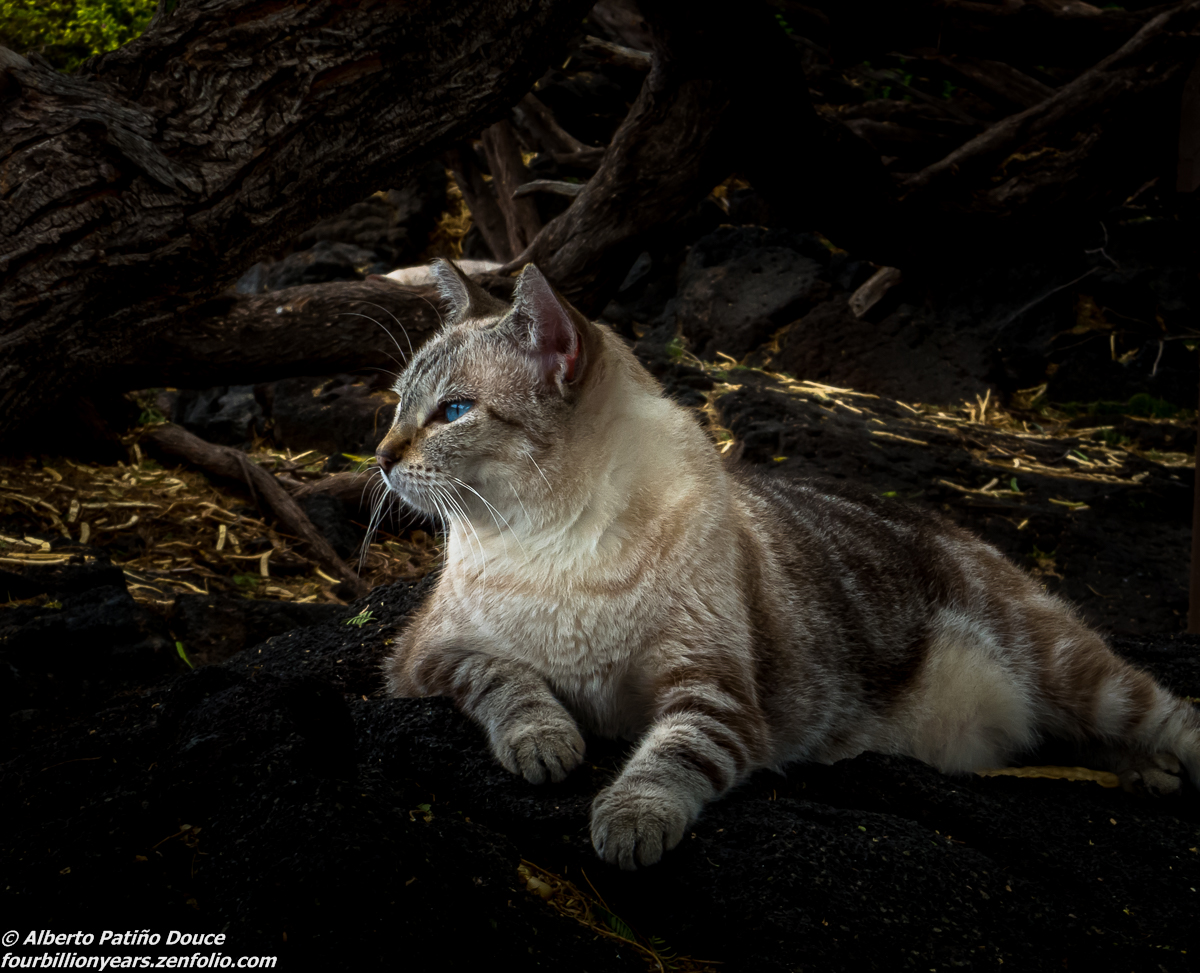 I am a feral cat
