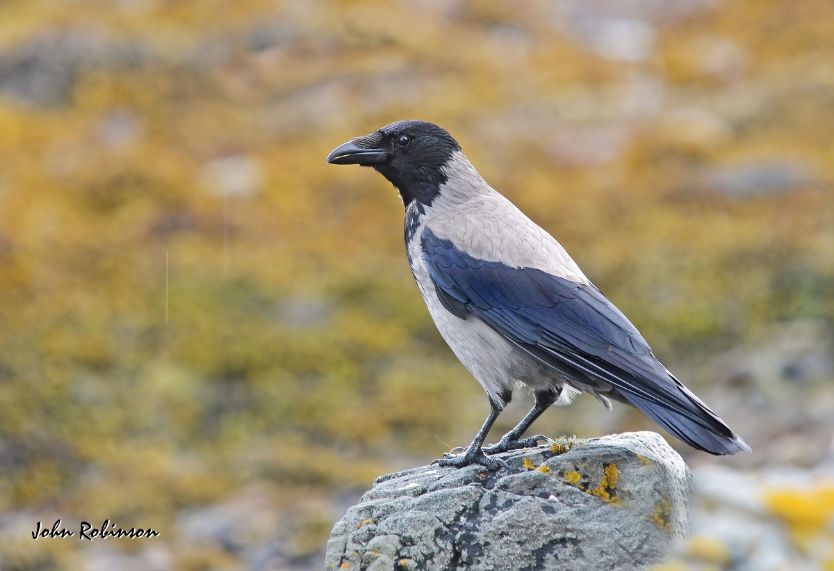 Hooded Crow