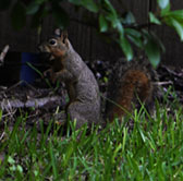 Squirrel with his lunch