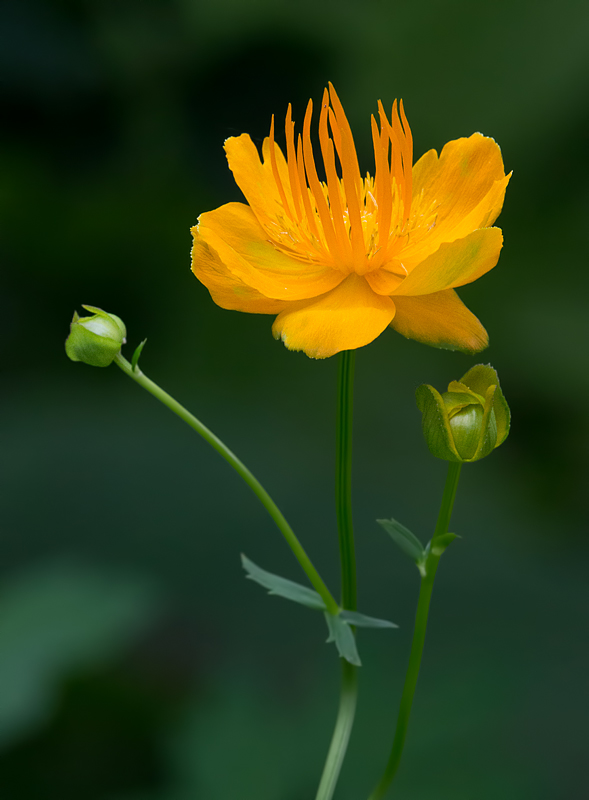 Another Globe Flower