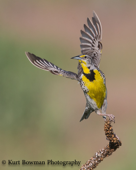 Avian - 2nd HM