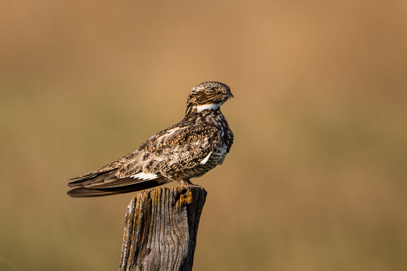 Napping Nighthawk