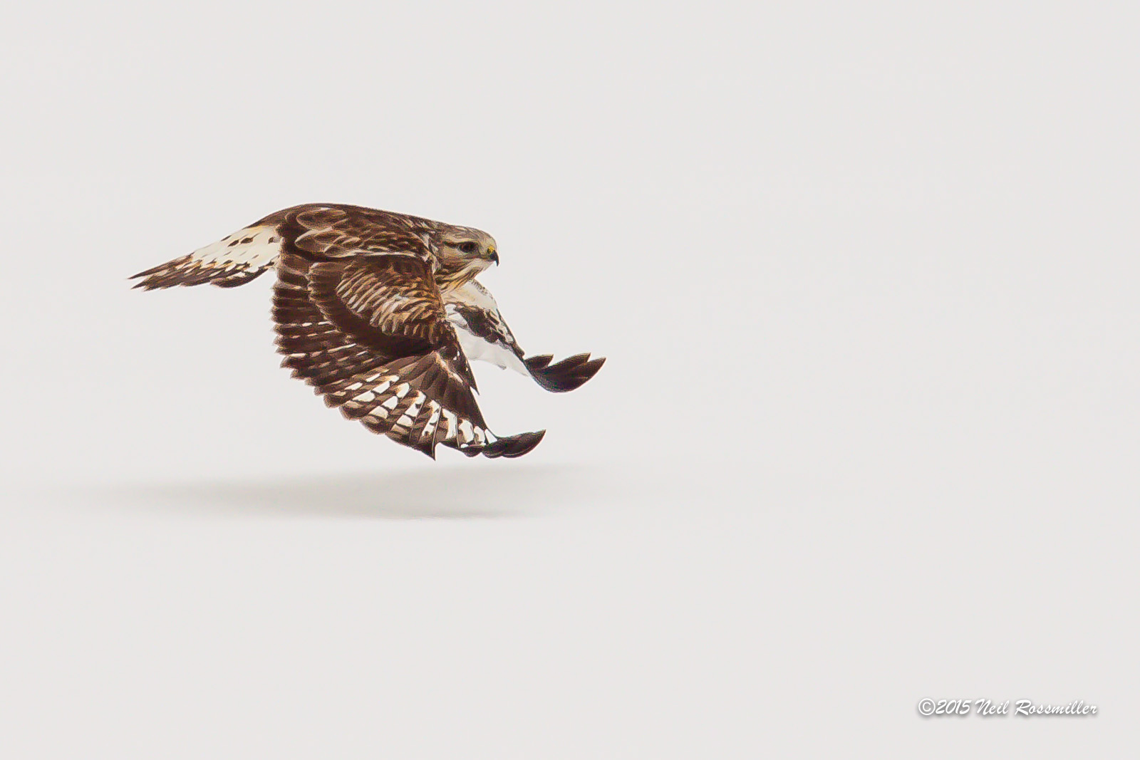 Rough-legged Hawk w/RE