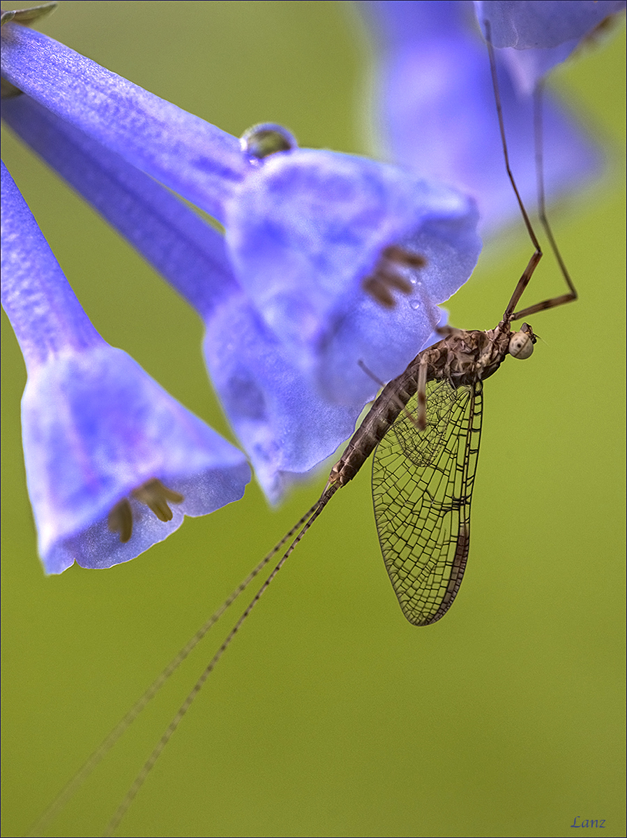 Mayfly CU