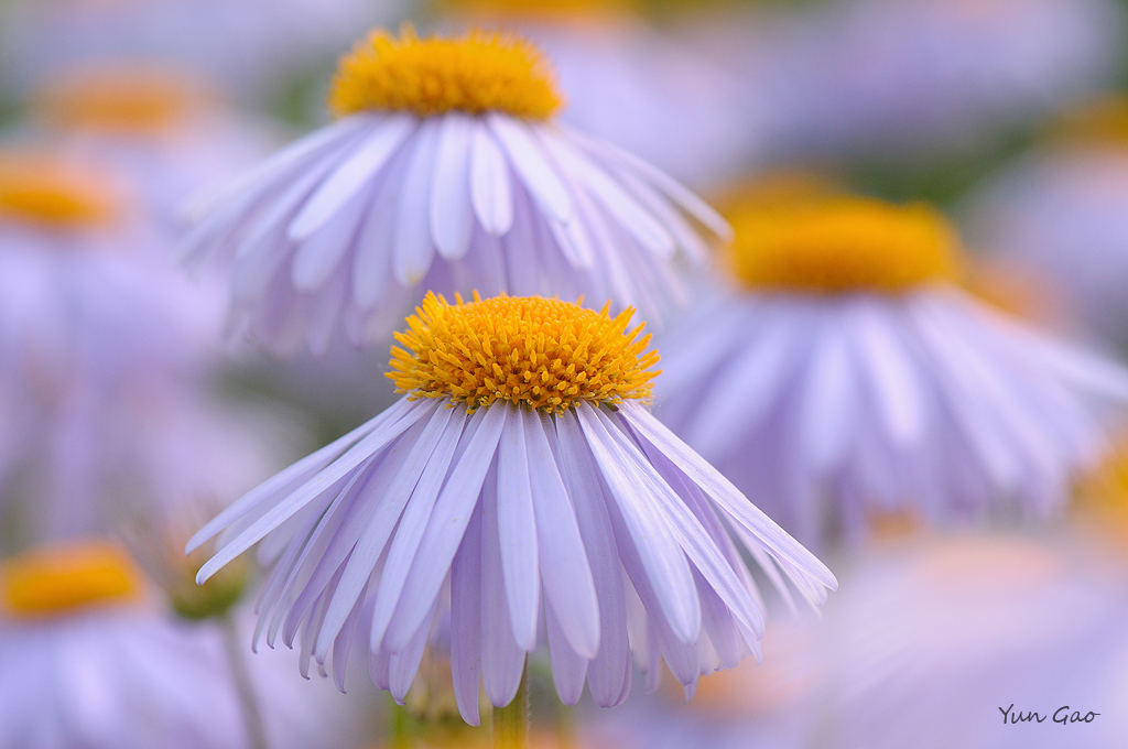 Aster 