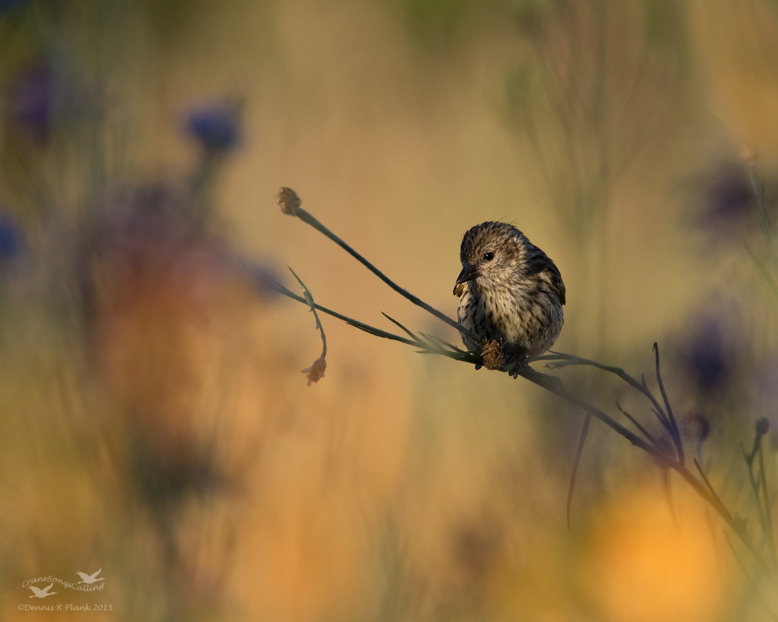 In the Garden & Variation