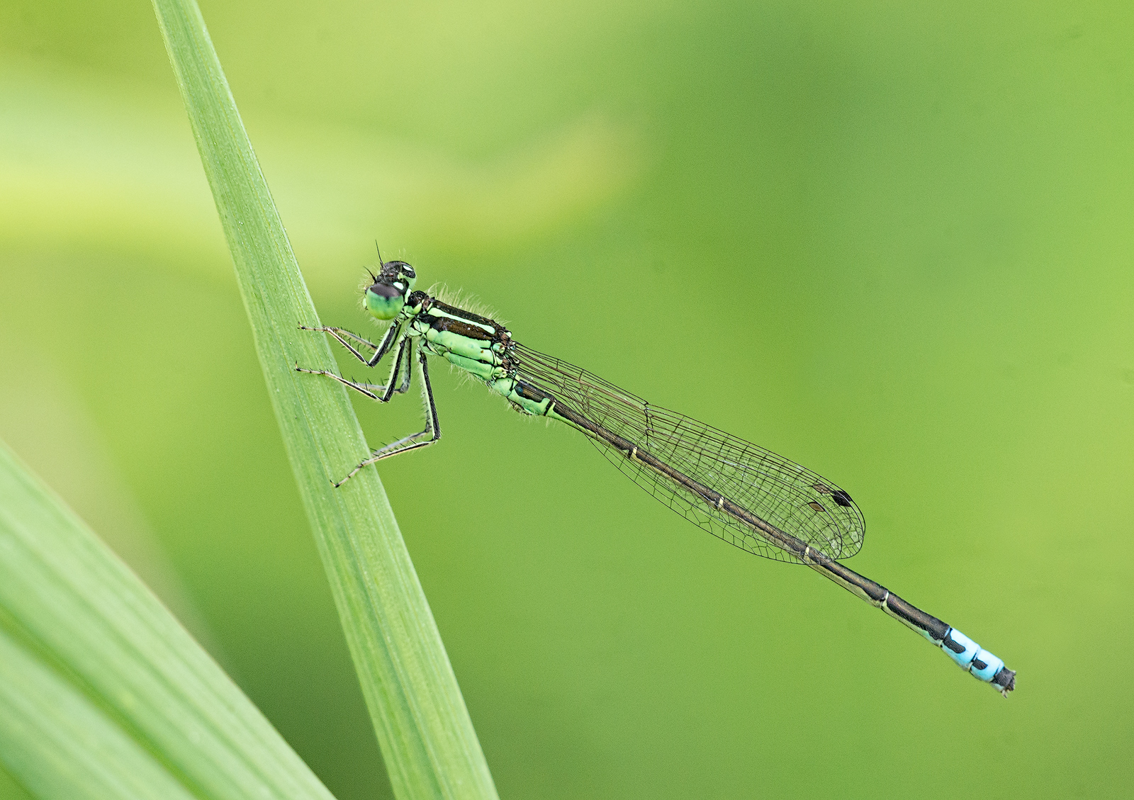 Male Eastern Forktail
