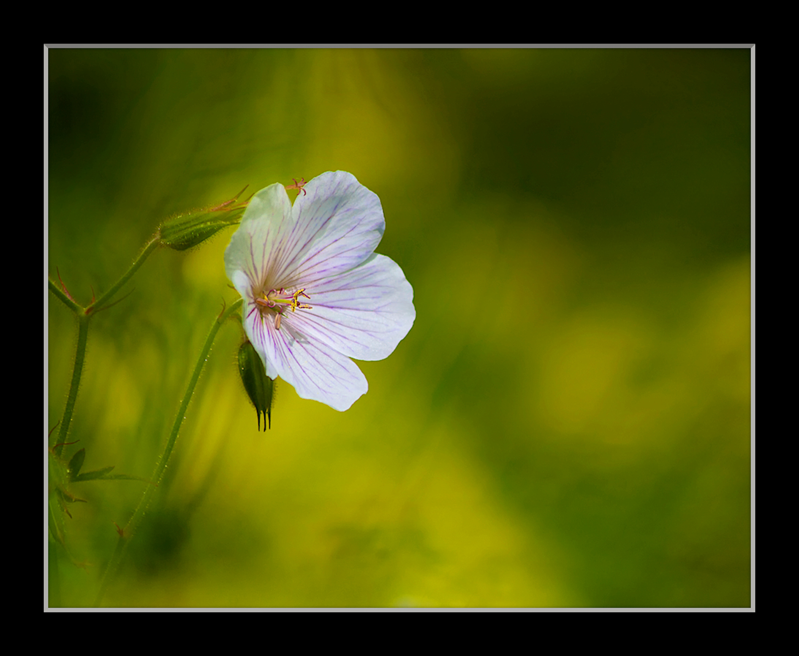 Geranium