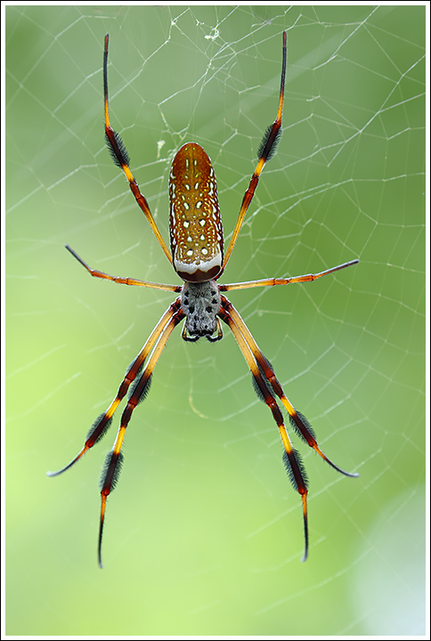 Golden-silk