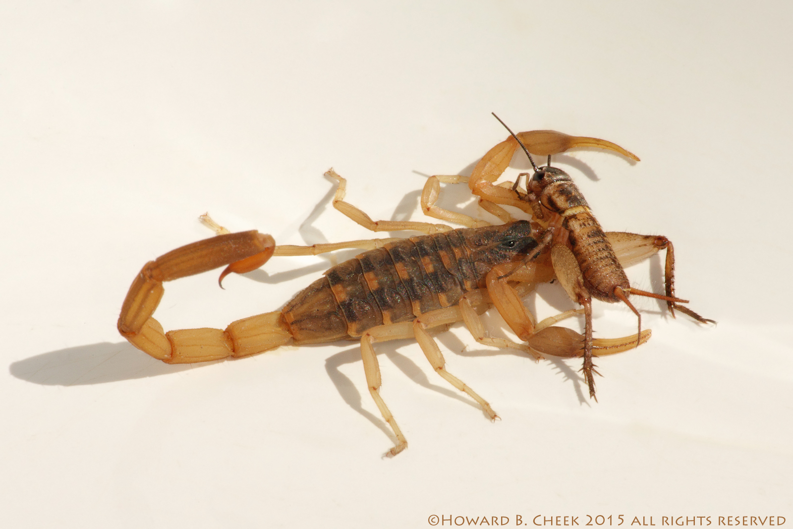 Dinner is Served