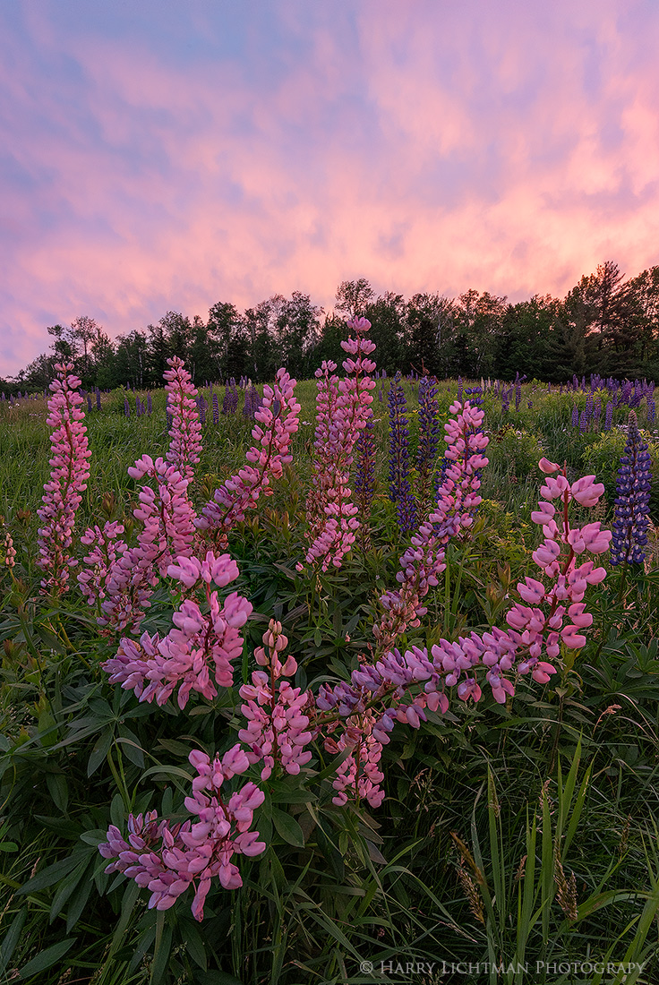 Pink Profusion