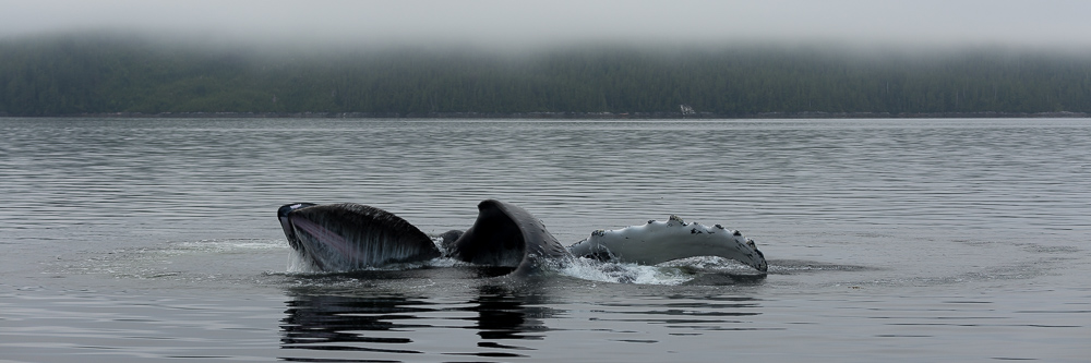 Humpback Breakfast