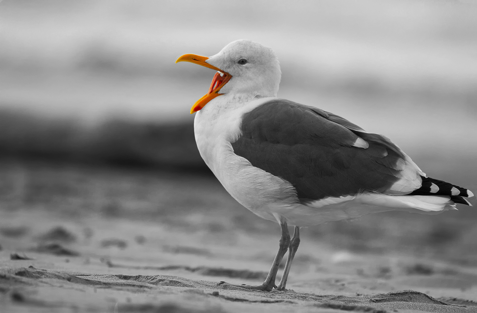 Yawning Gull