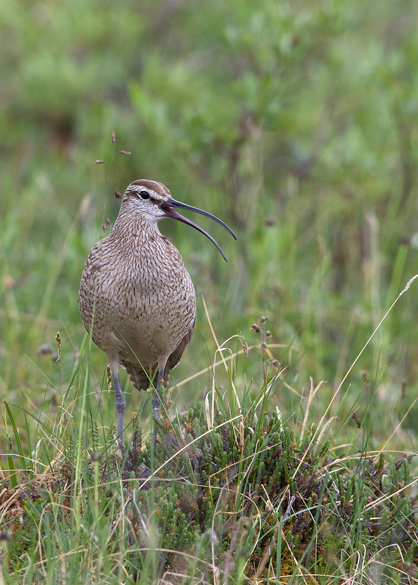 Whimbrel