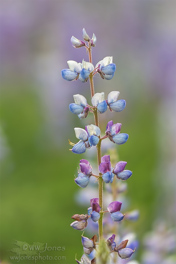 Red White & Blue Lupine