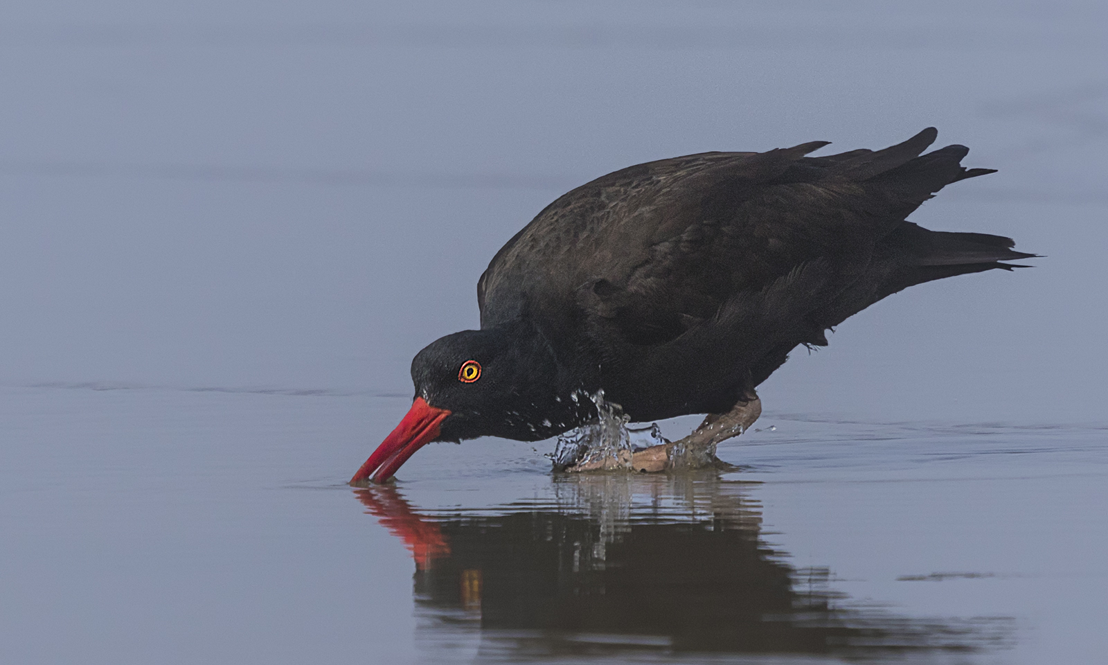 Black Oystercatcher