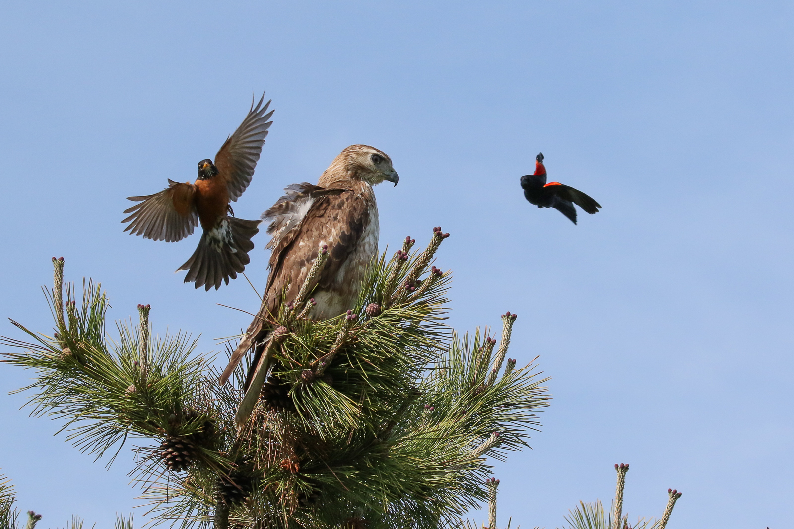 Get out of my tree