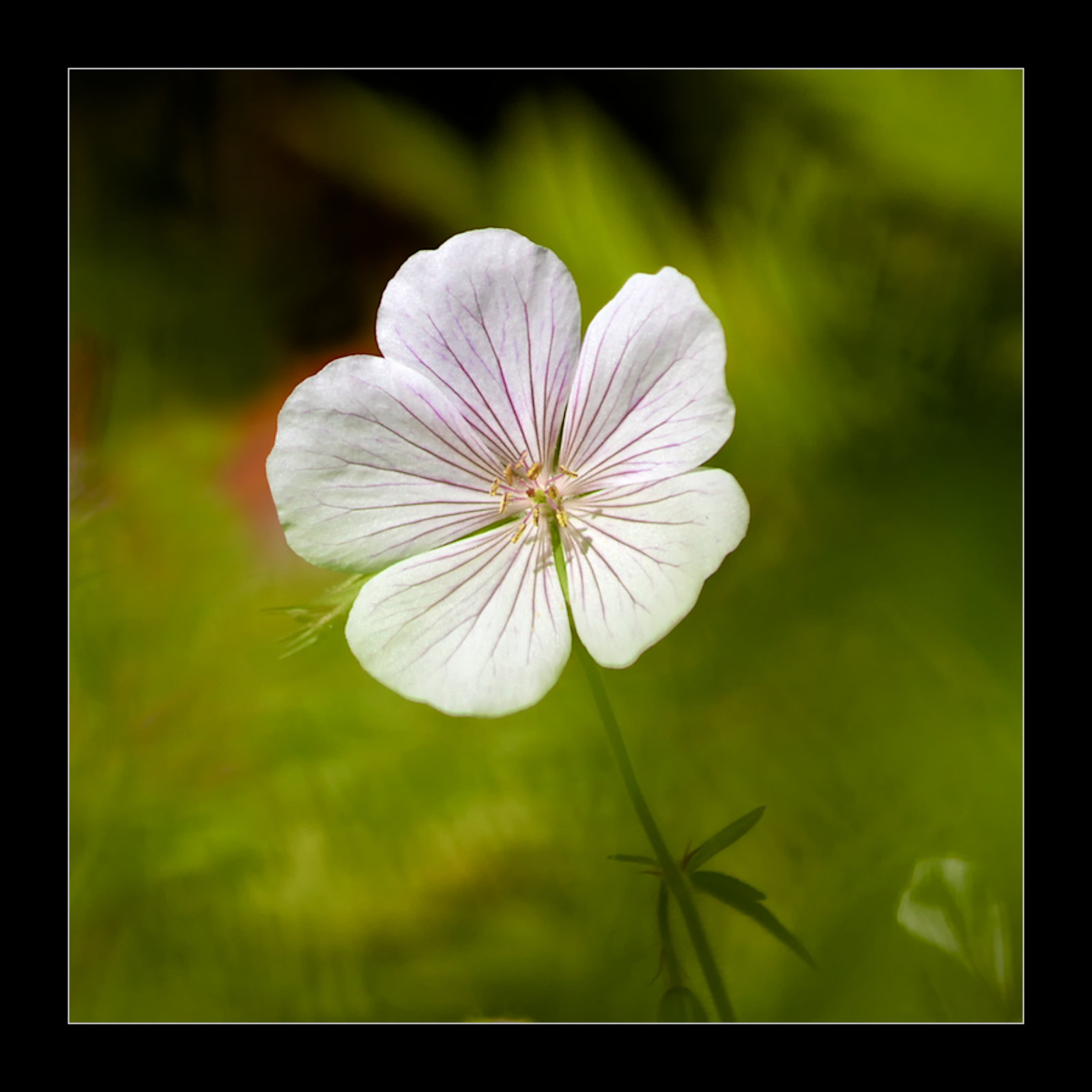 Geranium # 2