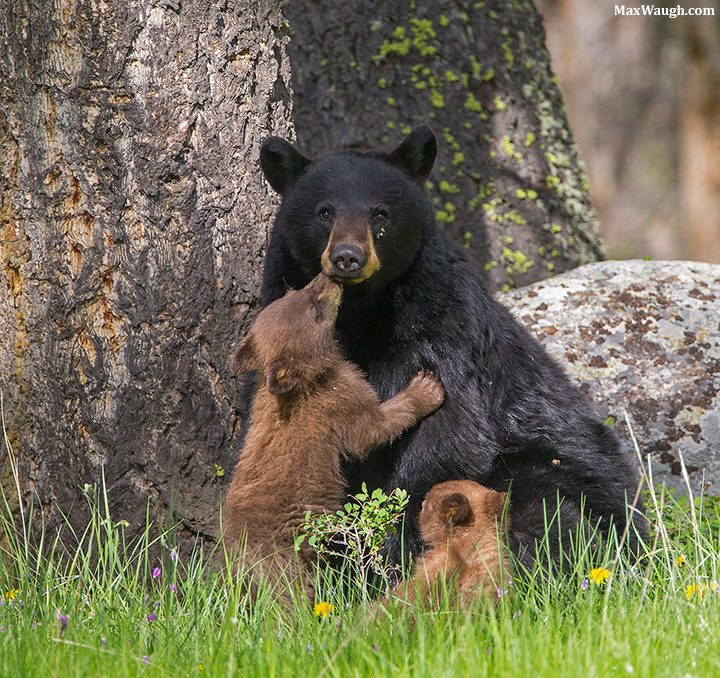 Black Bear Kiss