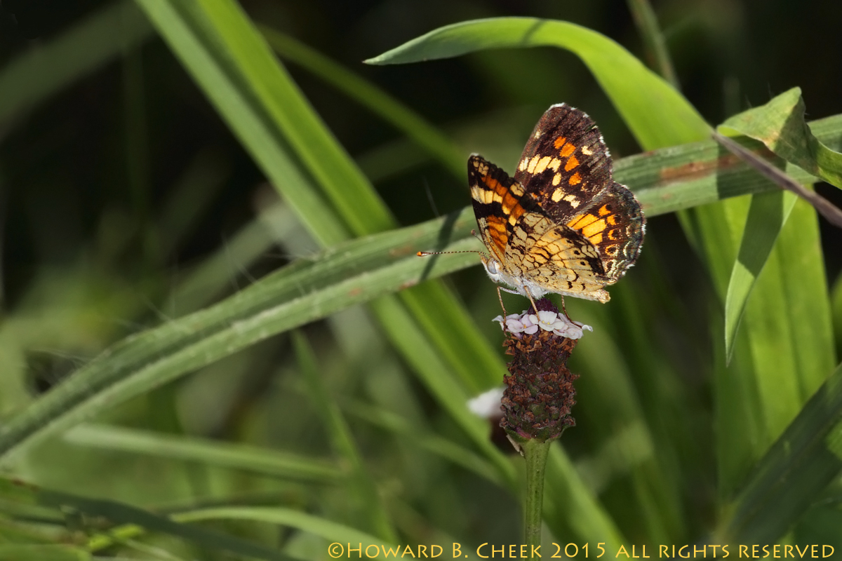 Phaon Crescent