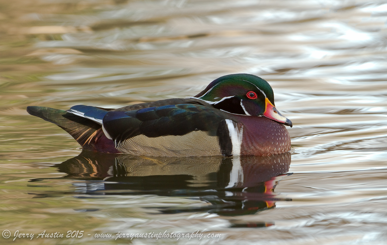 Handsome Wood Duck