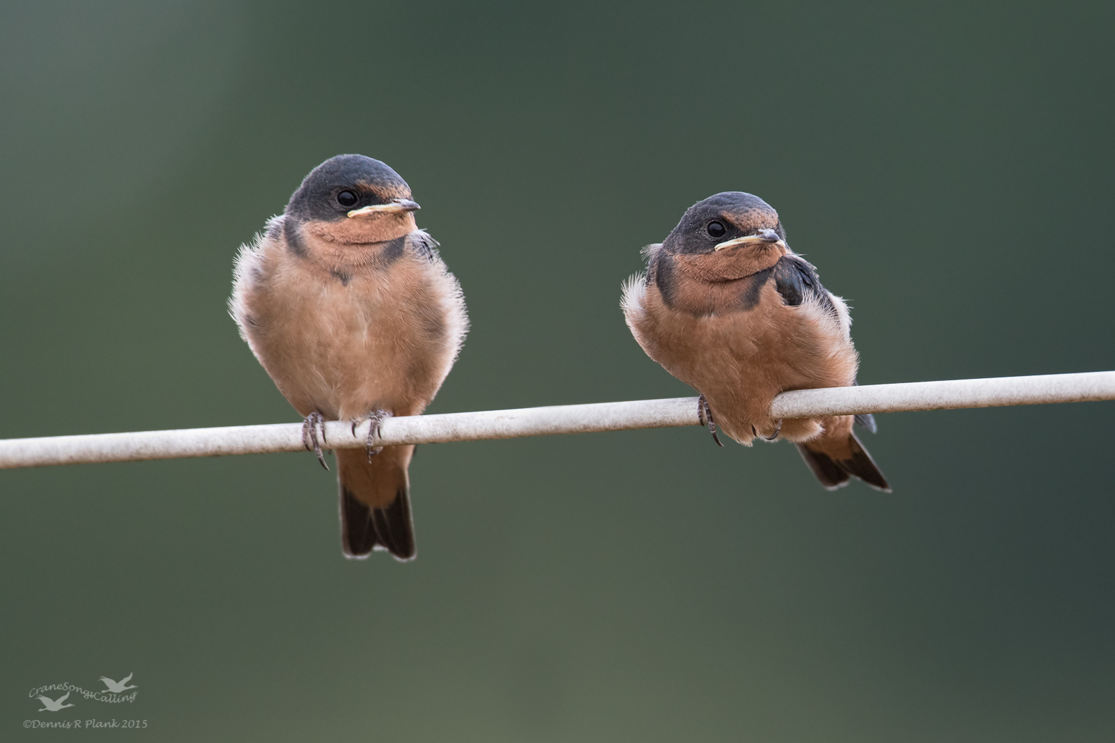 Two Cute