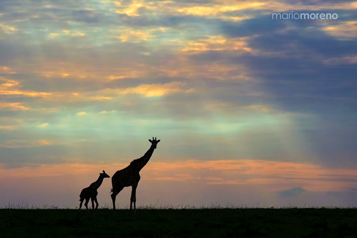 Giraffe Silhouettes